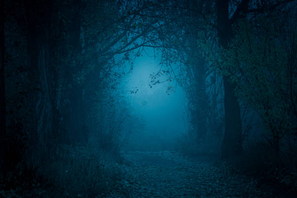 Mysteriöser, blaugetönter Waldweg. Fußweg im dunklen, nebligen, herbstlichen, kalten Wald unter hohen Bäumen. – Foto