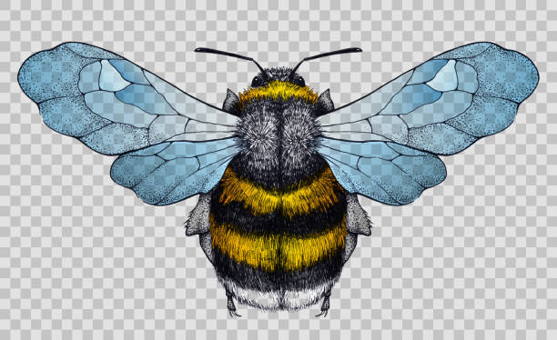 Honey Bee Tattooillustration On Transparent Stock Illustration - Download  Image Now - Bee, Honey Bee, Animal Wing - iStock