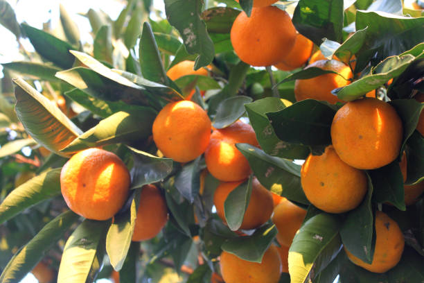 istock Ripe yellow tangerines under the sun 1193906721