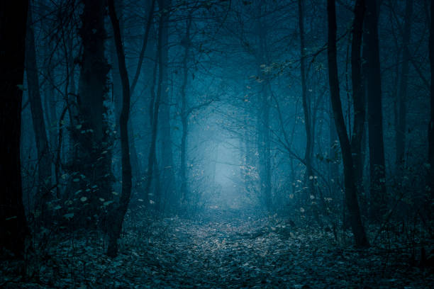 mysteriöser, blaugetönter waldweg. fußweg im dunklen, nebligen, herbstlichen, kalten wald unter hohen bäumen. - forest stock-fotos und bilder