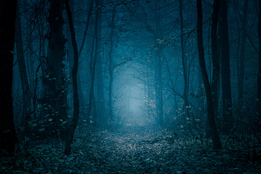 Misterioso camino forestal de tono azul. Sendero en el bosque oscuro, nebuloso, otoñal, frío entre árboles altos. photo