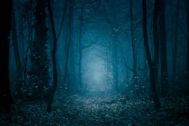 Mysterious, blue-toned forest pathway. Footpath in the dark, foggy, autumnal, cold forest among high trees.