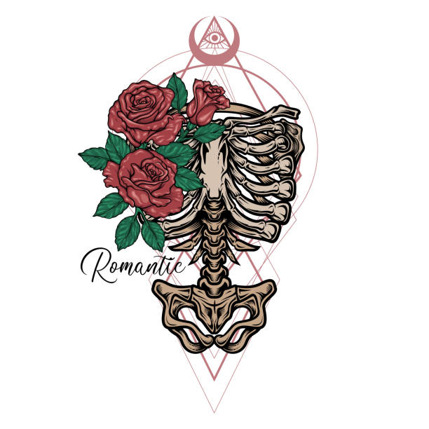 "Romans" - skeleton torso template. Stylish, hand drawn vector illustration in engraving technique of ribcage, spine and hipbones with sacred geometry and roses. Isolated on white. drawing of rib cage anatomy stock illustrations