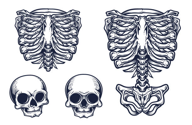 Skeleton torso and two skulls set. Stylish, hand drawn vector illustration in engraving technique of ribcage, spine, hipbones and skulls. Isolated on white background. clip art of rib cage stock illustrations