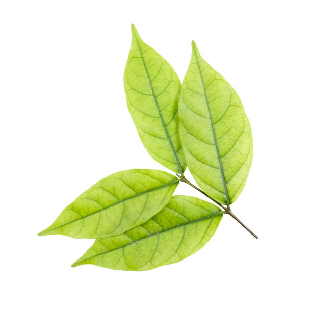 istock Green Leaves of Mok Tree 1193906993