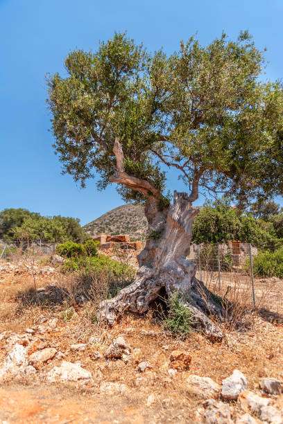 istock Old olive tree in a field on a background of mountains 1193907043
