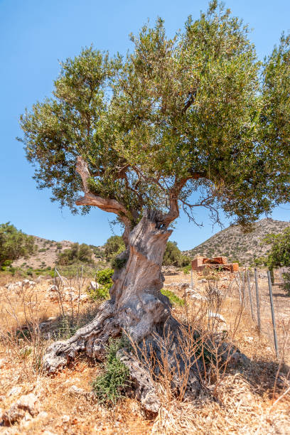 istock Old olive tree in a field on a background of mountains 1193907071
