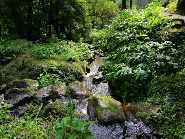 corriente de agua - mountain stream fotografías e imágenes de stock