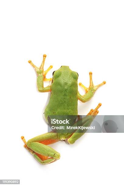 Laubfrosch Amazonas Arborea Stockfoto und mehr Bilder von Frosch - Frosch, Weißer Hintergrund, Amphibie