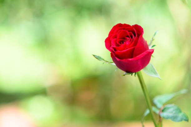 Happy Valentine's Day background. beautiful red rose background