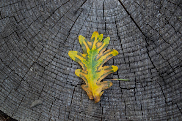 istock The autumn oak leaf on a grey wooden background. 1193910326