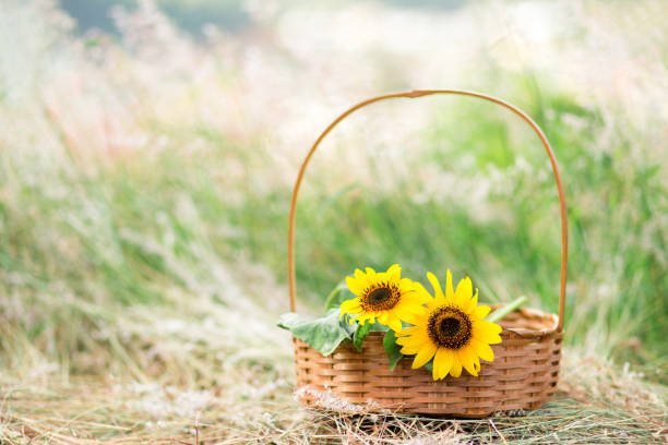 istock sunflowers collected in a basket 1193911330