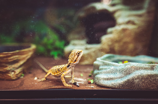Lizard called bearded dragon looks curiously out of its enclosure a glass terrarium. Interesting animal with human like curiosity. Exotic pet