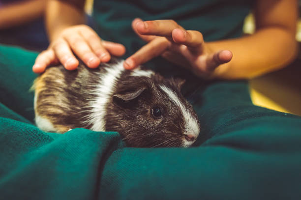 Cute little guinea pig sits in the lap of its child owner. Animal looks shy but content and curious while enjoying a pet from a child