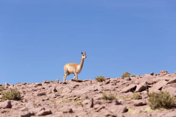 istock A lonely guanaco walking on the rocks 1193912349