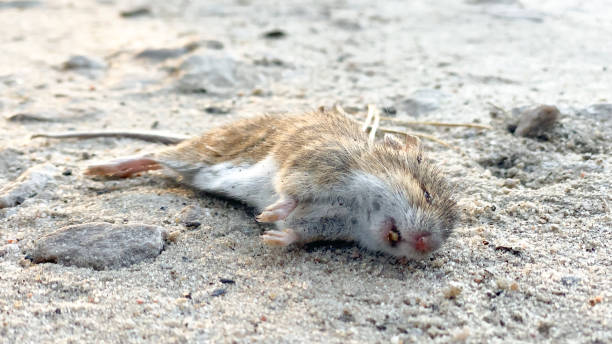 dead mouse. - dead animal mouse dead body death imagens e fotografias de stock