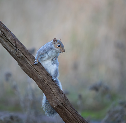 Grey Squirrel sitting on tree in woodland