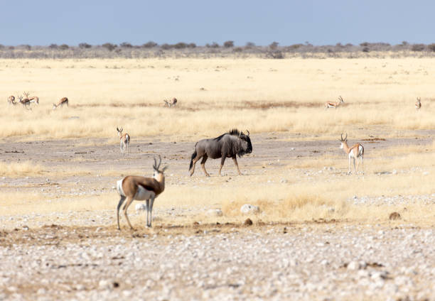 istock A buffalo at Etosha 1193912484