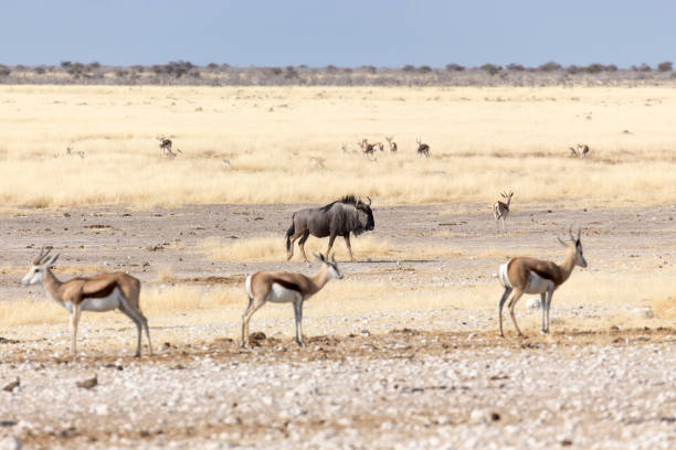 istock A buffalo at Etosha 1193912540