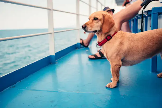 Small brown dog traveling on the ferry with his owners and looking at the sea