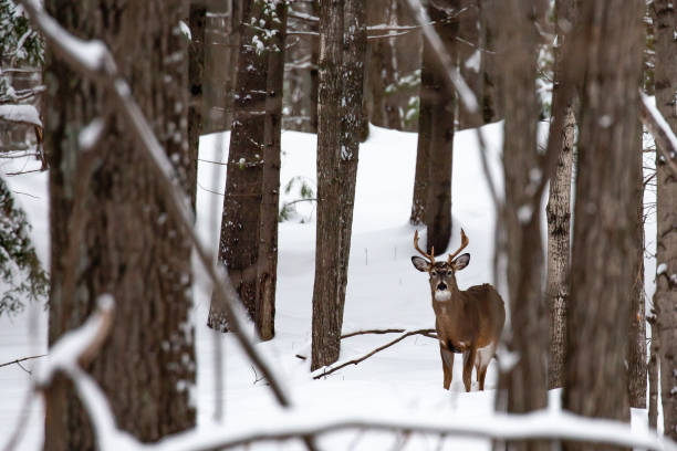 istock Big 8 point white tail buck deer in mid December 1193913797