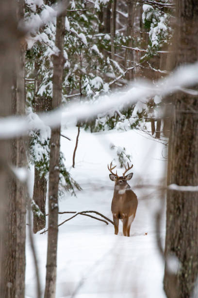 istock Big 8 point white tail buck deer in mid December vertical 1193913815