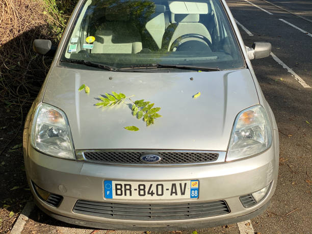 zielone liście na przedniej masce samochodu forda - hood car headlight bumper zdjęcia i obrazy z banku zdjęć