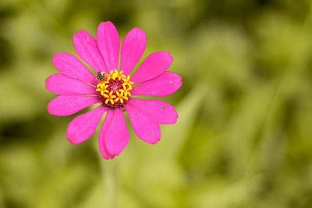 istock colorful flowers 1193916668
