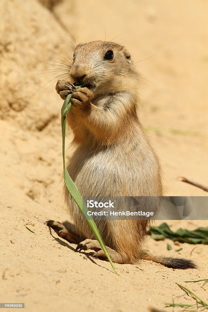 Baby prairie dog eating  Animal Stock Photo