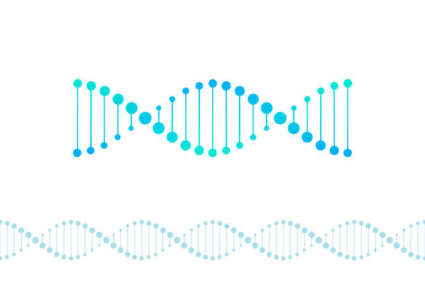 Vector science design elements. Flat blue gradient DNA spiral symbol and horizontal border seamless pattern isolated on white background. Design for scientific banner, poster, logo, infographic, web Vector science design elements. Flat blue gradient DNA spiral symbol and horizontal border seamless pattern isolated on white background. Design for scientific banner, poster, logo, infographic, web dna borders stock illustrations