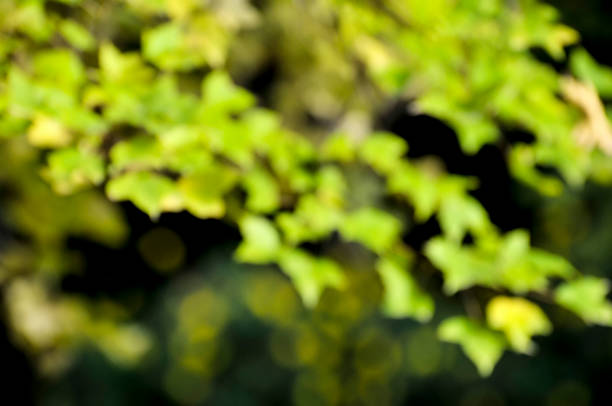 istock Beautiful autumn scene in park 1193922444