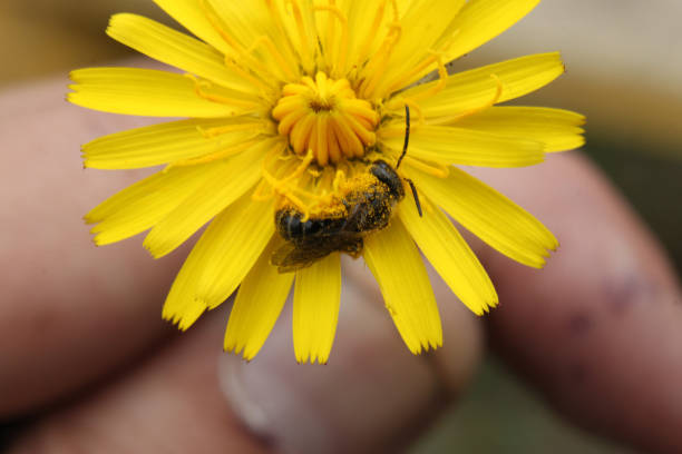 istock A bee collects nectar on a yellow dandelion flower close-up. 1193922447
