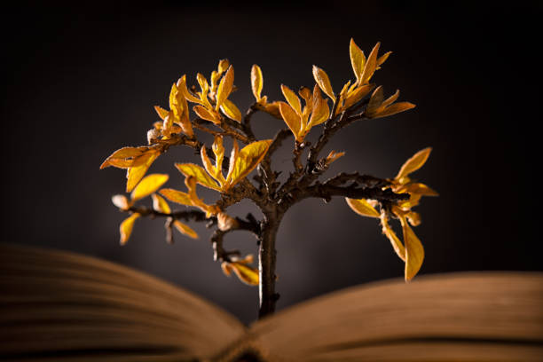istock growing tree with orange leaves from an open book on a dark background 1193922567