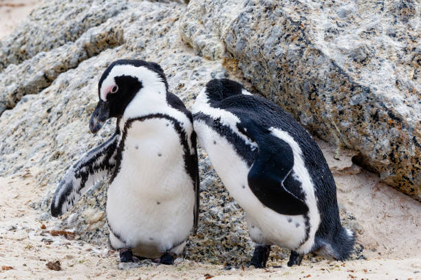 istock Two South African penguins close together preening 1193923548