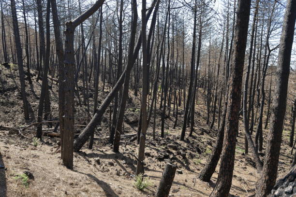 istock Burned forest, Mount Vesuvius (Monte Vesuvio, Muntagna Vesuvio), Campania, Italy (Italia) 1193924055