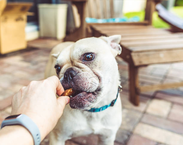 Portrait of a funny cute young French bulldog Young French bulldog gets a treat in a cute first person perspective portrait dog biscuit photos stock pictures, royalty-free photos & images