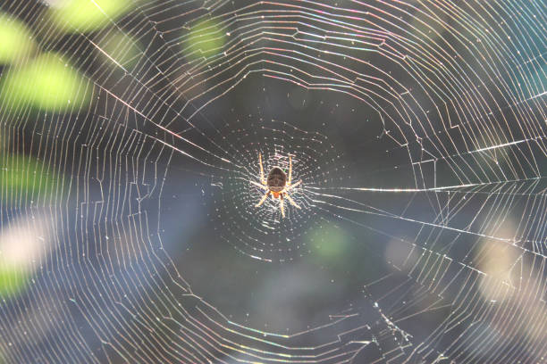 istock A small spider weaves a web of close-ups 1193925422