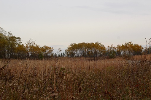 A view of the tall yellow autumn grass field on a gloomy overcast cloudy fall day.