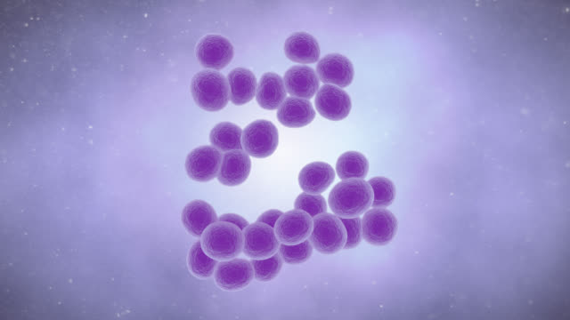 Staphylococcus Aureus Bacteria
