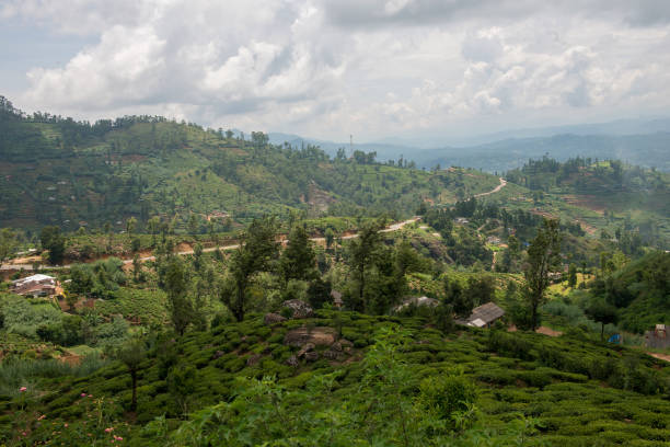 istock Road in landscape, Sri Lanka 1193930760