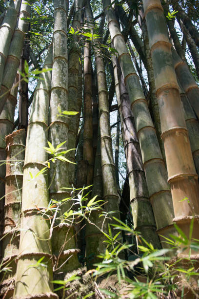 bambúes gigantes en sri lanka - giant bamboo fotografías e imágenes de stock