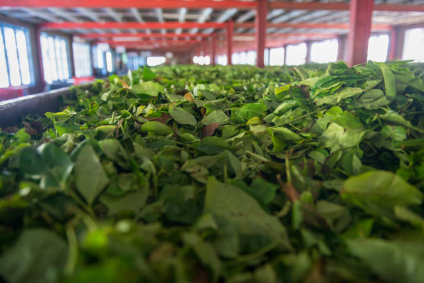 istock Tea leaves fermentation in Sri Lanka 1193930777