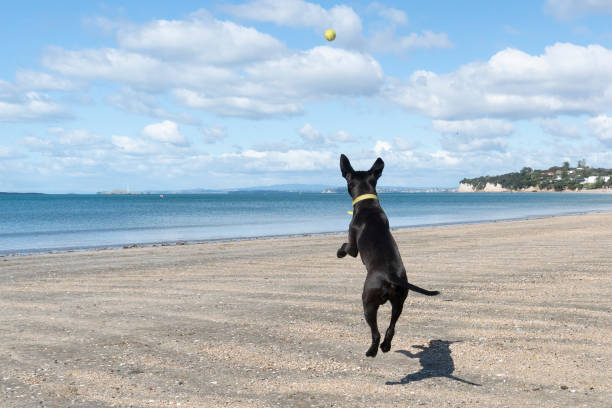 A blank puppy dog jumping in the air and chasing the ball on the beach A blank puppy dog jumping in the air and chasing the ball on the beach north shore stock pictures, royalty-free photos & images