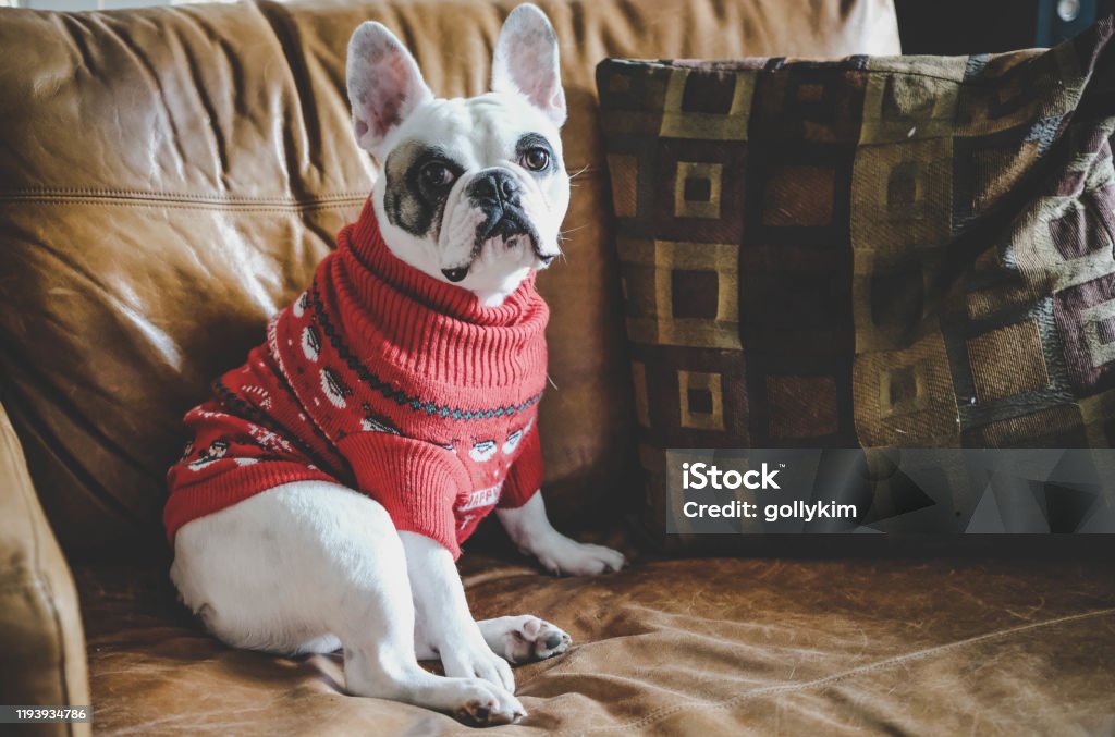 French Bulldog wearing Christmas Jumper on Christmas Jumper Day Frenchie dog wearing Christmas sweater sitting on a leather sofa Dog Stock Photo