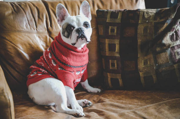 French Bulldog wearing Christmas Jumper on Christmas Jumper Day stock photo