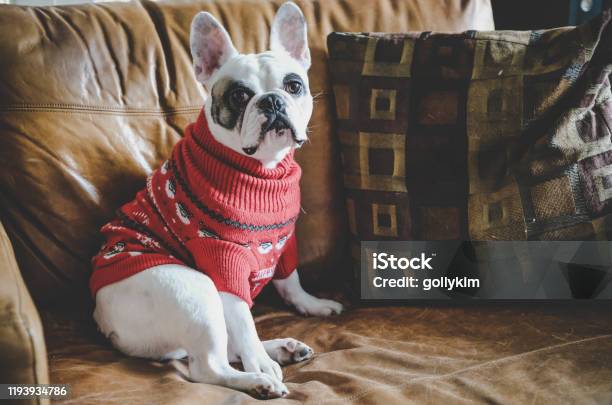 French Bulldog Wearing Christmas Jumper On Christmas Jumper Day Stock Photo - Download Image Now