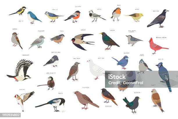 Ptaki Ogrodowe - Stockowe grafiki wektorowe i więcej obrazów Ptak - Ptak, Ilustracja, Grafika wektorowa