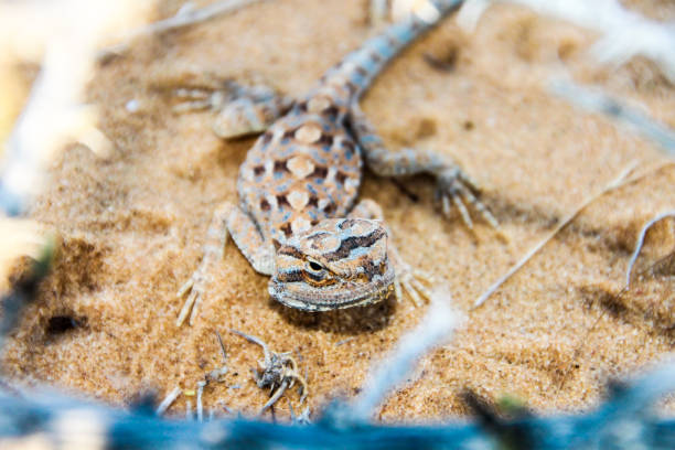 istock sand agama portrait in the desert 1193938944