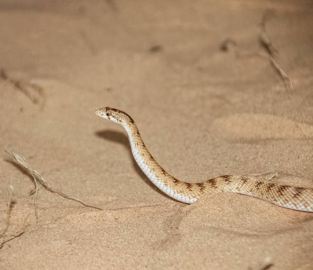 istock sand snake in Dune action 1193939164