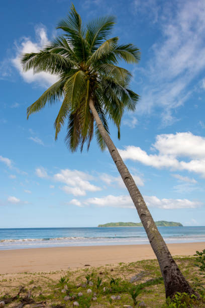 istock Coconut tree on tropical sandy beach of the Philippines 1193941474